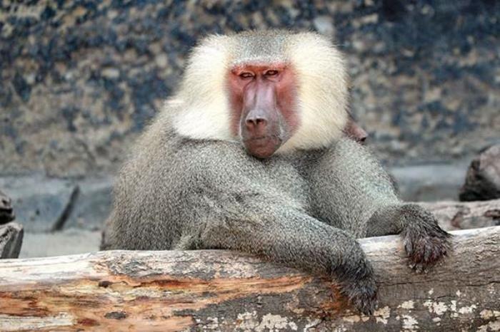 上海野生動物園開放時間是幾點鐘2022