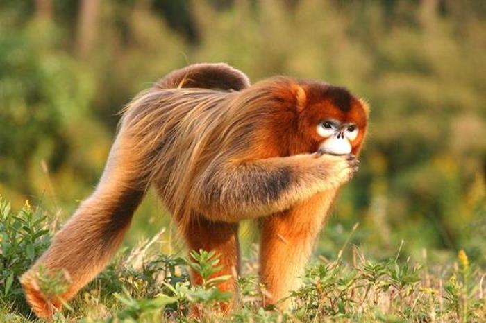 上海野生動物園開放時間是幾點鐘2022