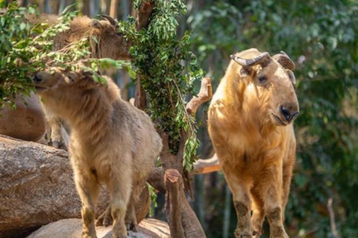長(zhǎng)隆野生動(dòng)物園游玩路線推薦