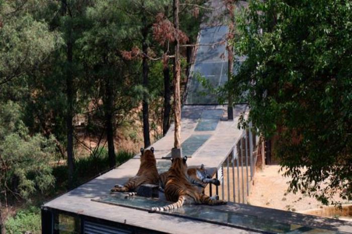 云南野生動物園游玩攻略 超詳細