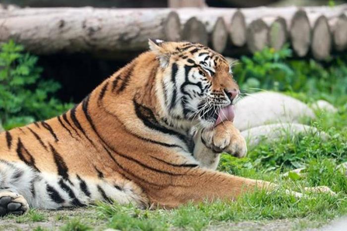 上海野生動物園門票優惠政策2022