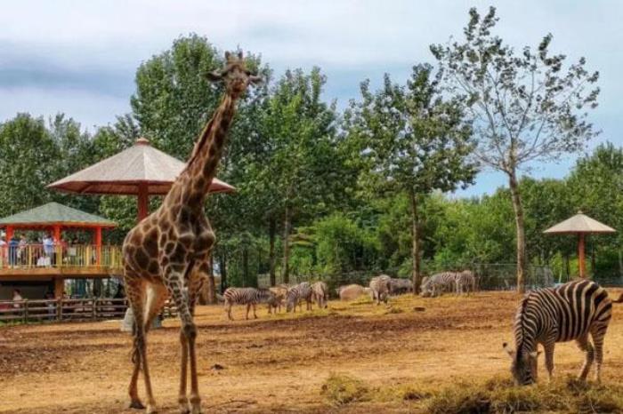 2022沈陽森林動物園營業時間及門票價格