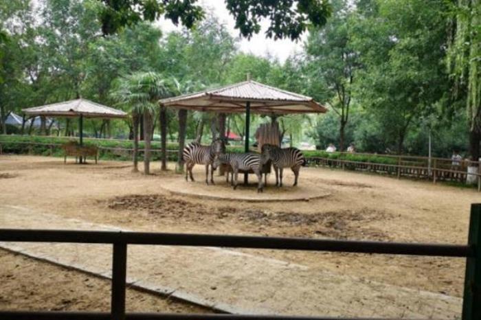鄭州市動物園游玩攻略