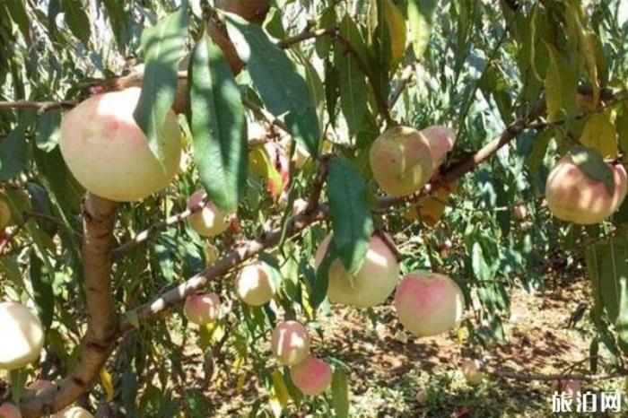 石林萬家歡藍(lán)莓莊園
