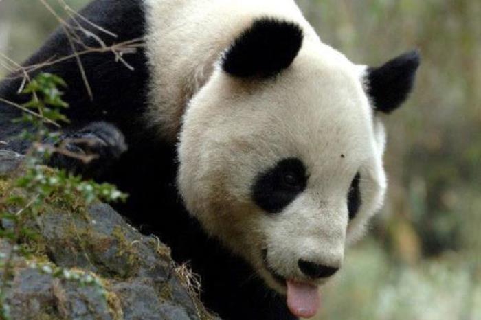 觀音山國家級(jí)自然保護(hù)區(qū)